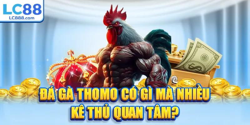 Đá gà thomo có gì mà nhiều kê thủ quan tâm?